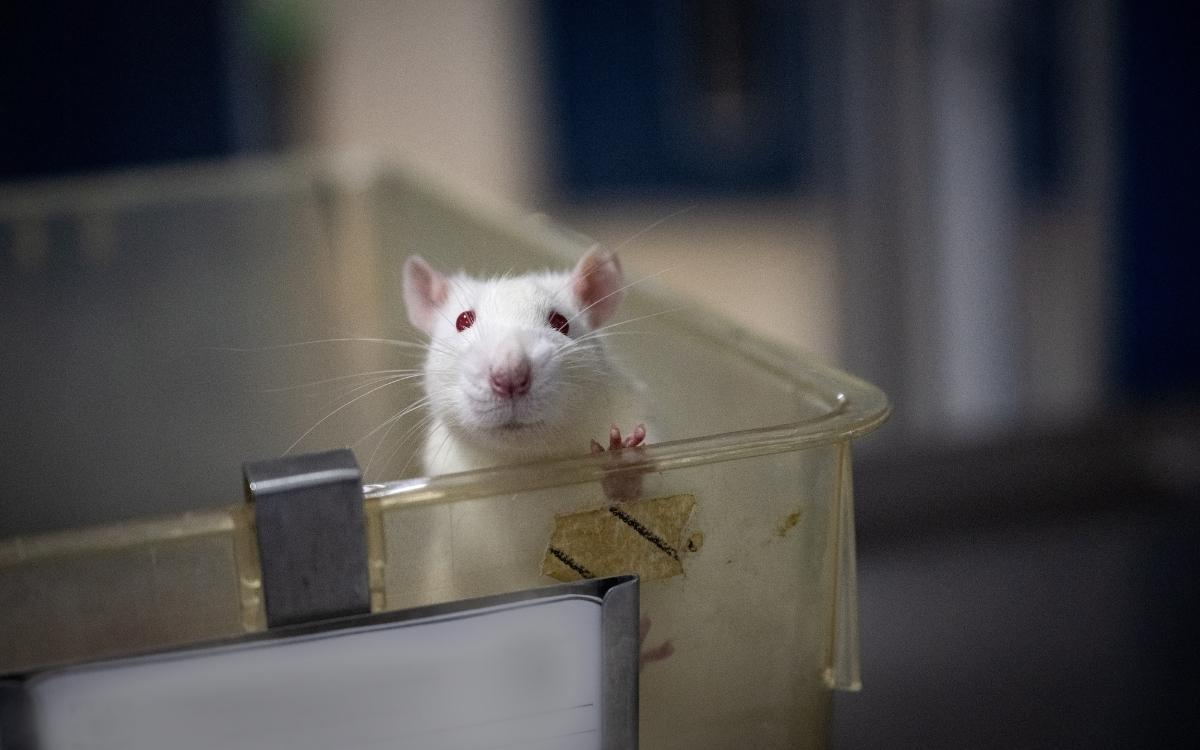 Día Mundial de los Animales en Laboratorios: el costo oculto de la ciencia