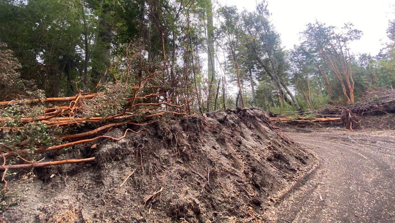 Exigen un plan de recomposición ambiental tras la tala de arrayanes en Villa Correntoso