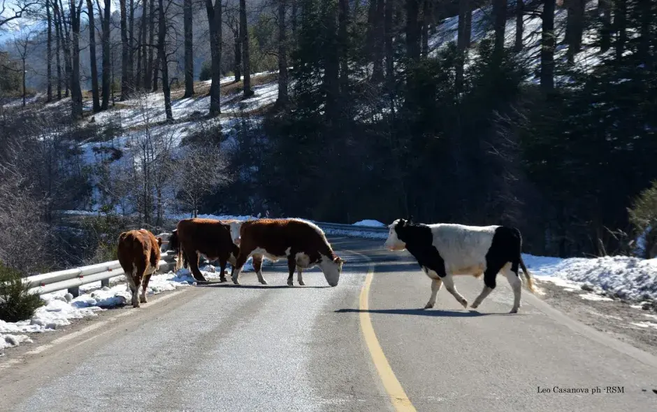 Neuquén endurece las multas por animales sueltos y activa controles en las rutas.