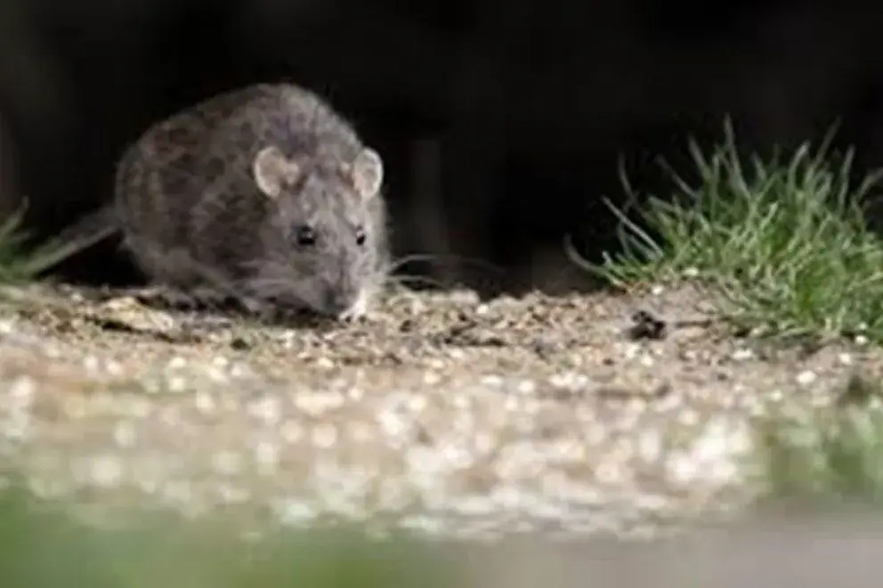 Murió la mujer que estaba internada por hantavirus en Bariloche y refuerzan la vigilancia sanitaria