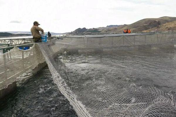 Neuquén se consolidó como el principal productor y exportador de truchas de Argentina