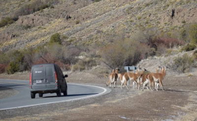 Advierten por la presencia de guanacos sobre la Ruta 237 y piden extremar las precauciones