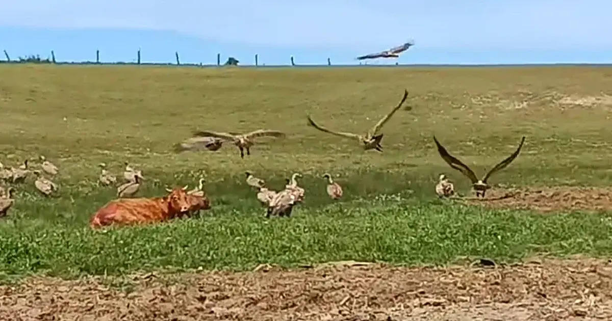 Los ganaderos creen que pagan «el pato» en el difícil equilibrio de convivencia con los buitres